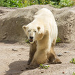 Close-up of a polarbear in capticity