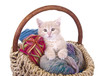 Junge Katze im Wollkorb