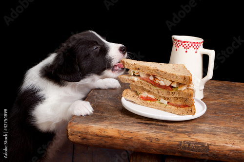 Photo: Sandwich thief Sandwich thief