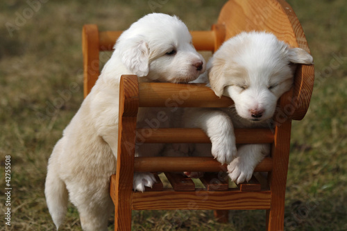 Foto: Border Collie Welpen Border Collie Welpen