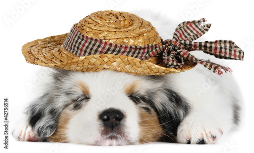 Photo: Australian Shepherd dog, in front of white background Australian Shepherd dog, in front of white background