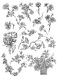 Flowers illustration