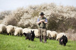 Schäfer mit Hütehund und Herde