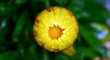 gelbe Strohblume