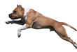 Isolated dog jumping