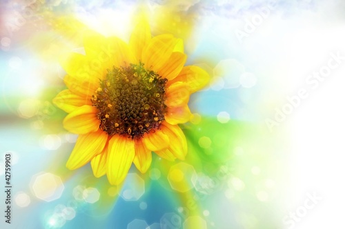 Photo: Tournesol_soleil. Tournesol_soleil.