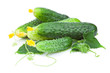 Set green cucumber fruits with leaves and flowers isolated on wh
