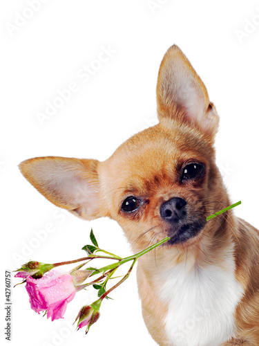 Photo: Chihuahua dog with rose isolated on white background Chihuahua dog with rose isolated on white background