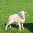 skudde sheep
