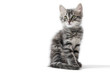 Photo: little kitten on white background little kitten on white background