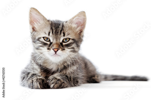Photo: little kitten on white background little kitten on white background