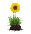 Photo: Grasbüschel mit Erde und Sonnenblume Grasbüschel mit Erde und Sonnenblume