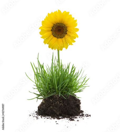Foto: Grasbüschel mit Erde und Sonnenblume Grasbüschel mit Erde und Sonnenblume