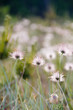 Blume