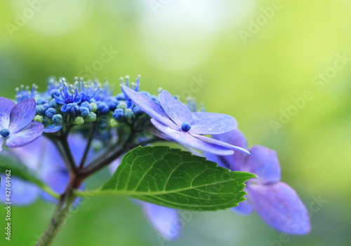 Photo: 青紫の額紫陽花Hydrangea macrophylla 青紫の額紫陽花Hydrangea macrophylla