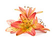 lily orange