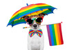 gay dog