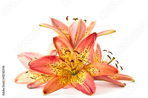 Photo: lily orange lily orange