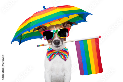 Photo: gay dog gay dog