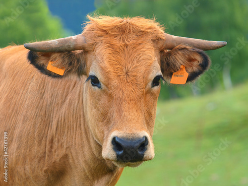 Photo: VACHE DE RACE AUBRAC VACHE DE RACE AUBRAC