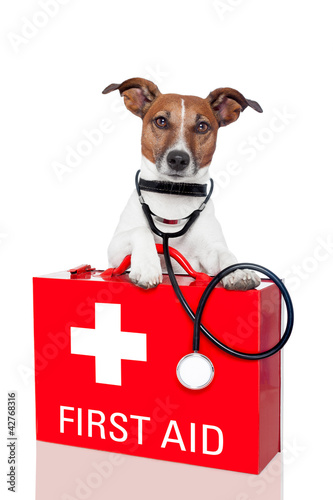 Photo: first aid dog first aid dog