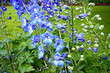 Blue delphinium close up