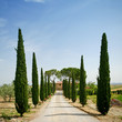 Foto: Cypress alley in Tuscany Cypress alley in Tuscany
