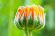 orange Ringelblume