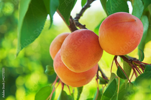 Photo: Ripe Apricots Ripe Apricots