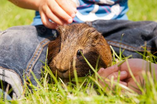 Foto: Kind mit Meerschweinchen Kind mit Meerschweinchen