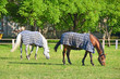 White and red horse in pasture near stable
