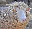 close up shot of an Australian adult merino sheep