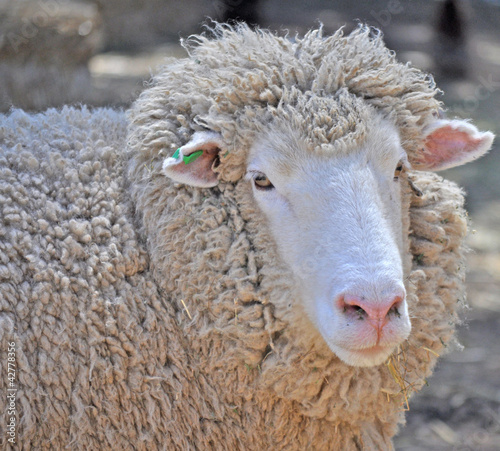 Photo: close up shot of an Australian adult merino sheep close up shot of an Australian adult merino sheep