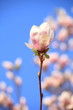 magnolia flowers