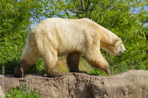 Photo: Close-up of a polarbear (icebear) Close-up of a polarbear (icebear)