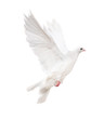 isolated white dove