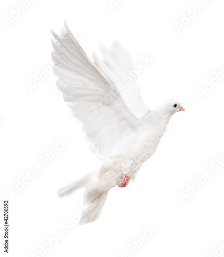 Photo: isolated white dove isolated white dove
