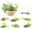 Herbs and spices collection
