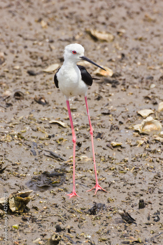 Photo: Black winged Stilt on sea coast Black winged Stilt on sea coast
