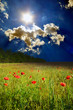 field with poppies