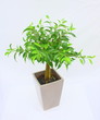 ficus benjamina sur tiges
