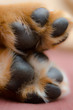 ラブの子犬の肉球