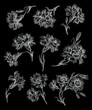 Flowers on black background