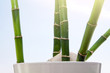 bamboo stick