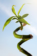 bamboo stick