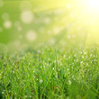 an green field