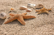 Foto: Seesterne und Muscheln am Strand Seesterne und Muscheln am Strand