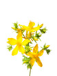 Echtes Johanniskraut (Hypericum perforatum)
