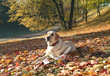 guide dog