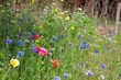 naturgarten mit wildblumen